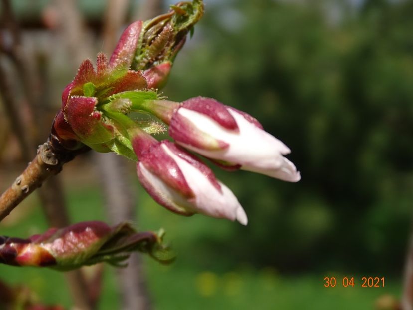 prunus Tai Haku la primii boboci - z-Dobarland 2021