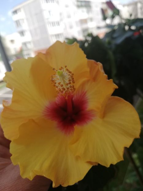  - Hibiscus Boreas Yellow