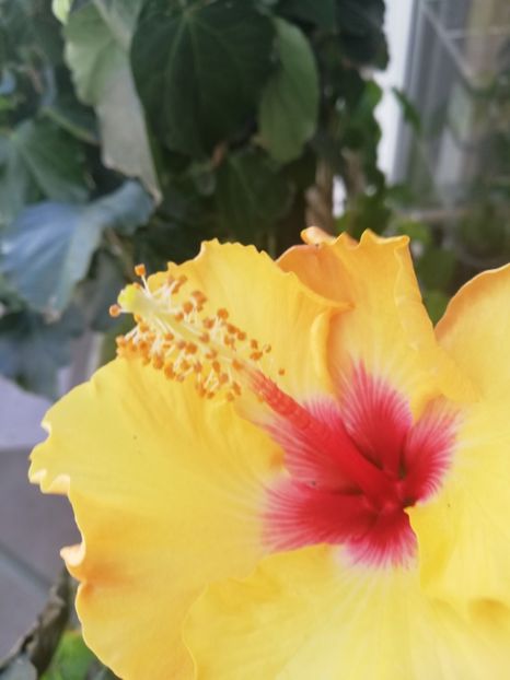  - Hibiscus Boreas Yellow