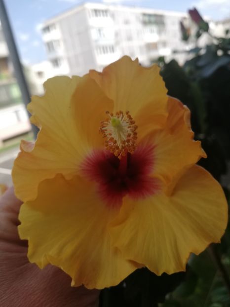  - Hibiscus Boreas Yellow