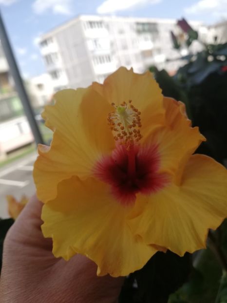 - Hibiscus Boreas Yellow