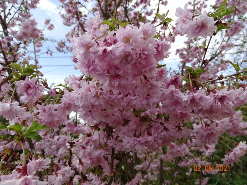  - Copacei si arbusti 2021