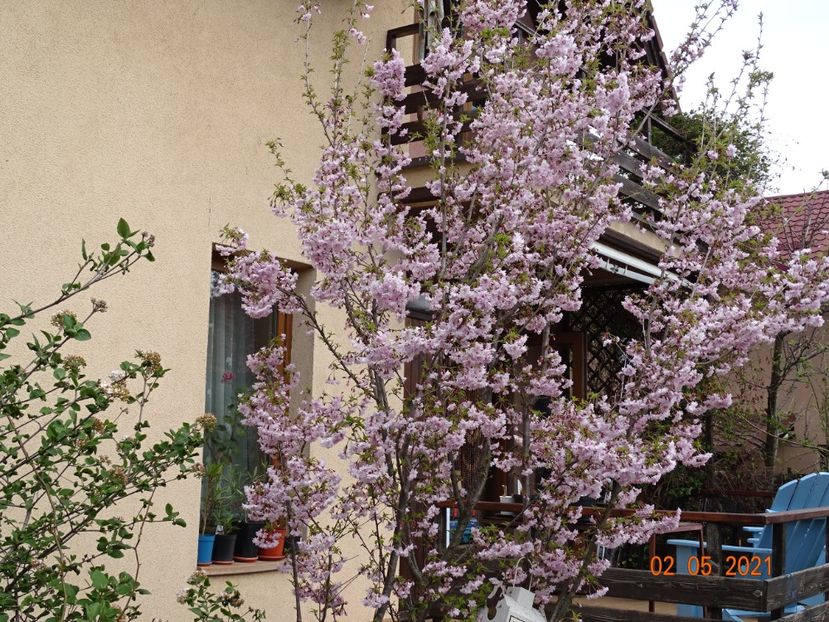  - Copacei si arbusti 2021