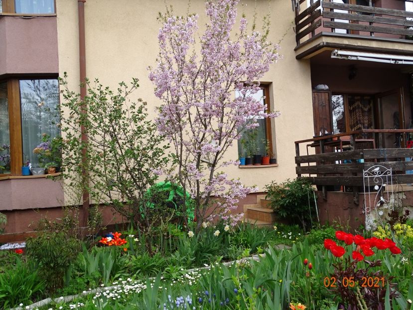  - Copacei si arbusti 2021