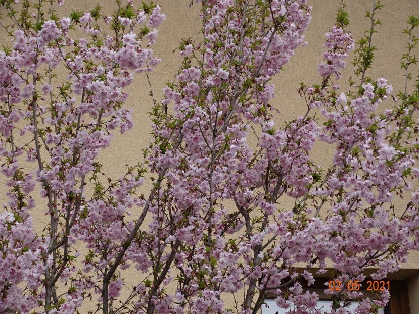  - Copacei si arbusti 2021