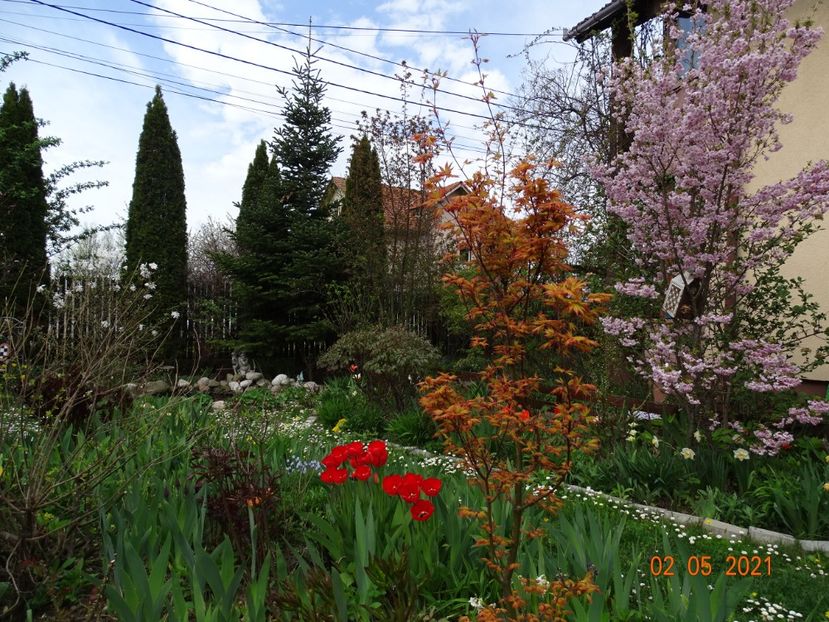  - Copacei si arbusti 2021