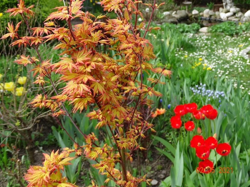  - Copacei si arbusti 2021