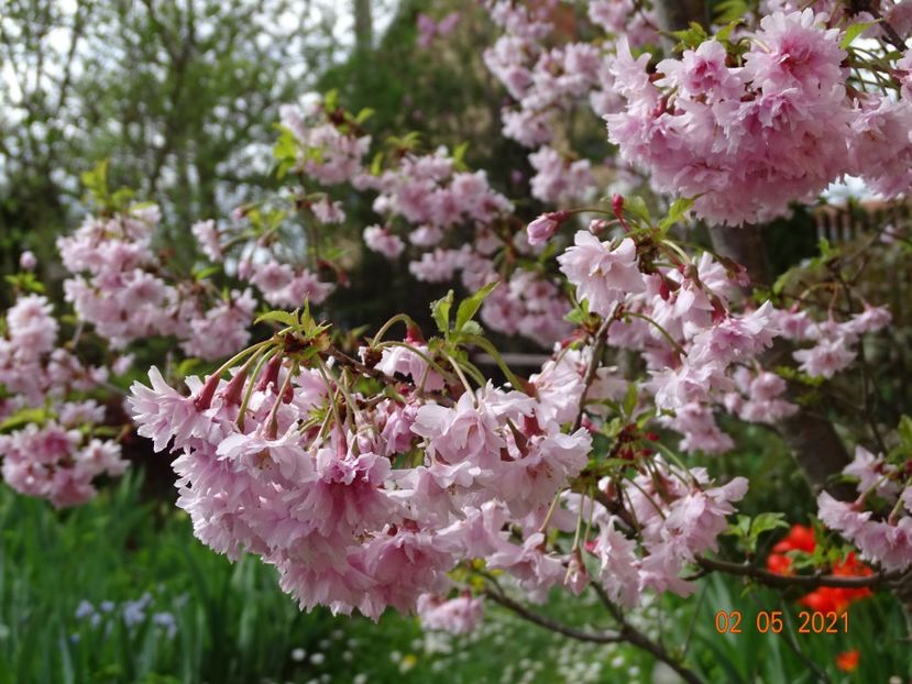  - Copacei si arbusti 2021