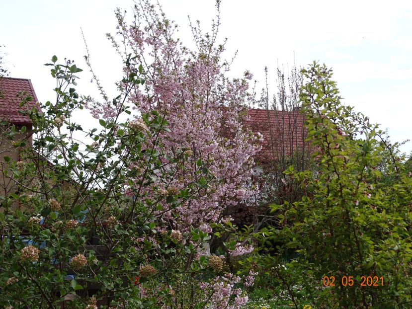  - Copacei si arbusti 2021