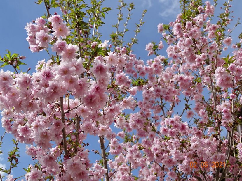  - Copacei si arbusti 2021