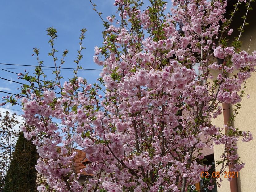  - Copacei si arbusti 2021