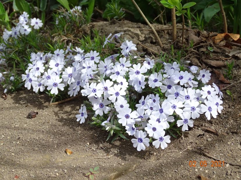  - Phlox 2021