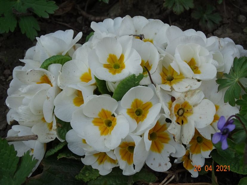  - Primule 2021