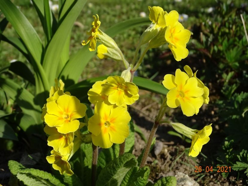  - Primule 2021