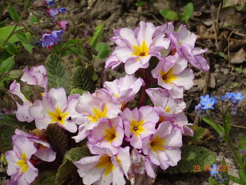  - Primule 2021