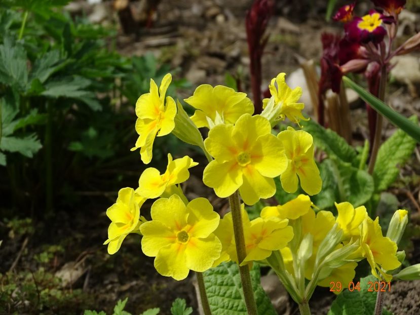  - Primule 2021