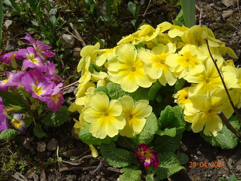  - Primule 2021