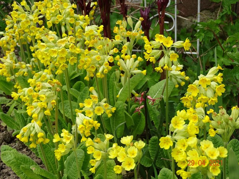  - Primule 2021