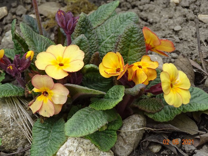  - Primule 2021