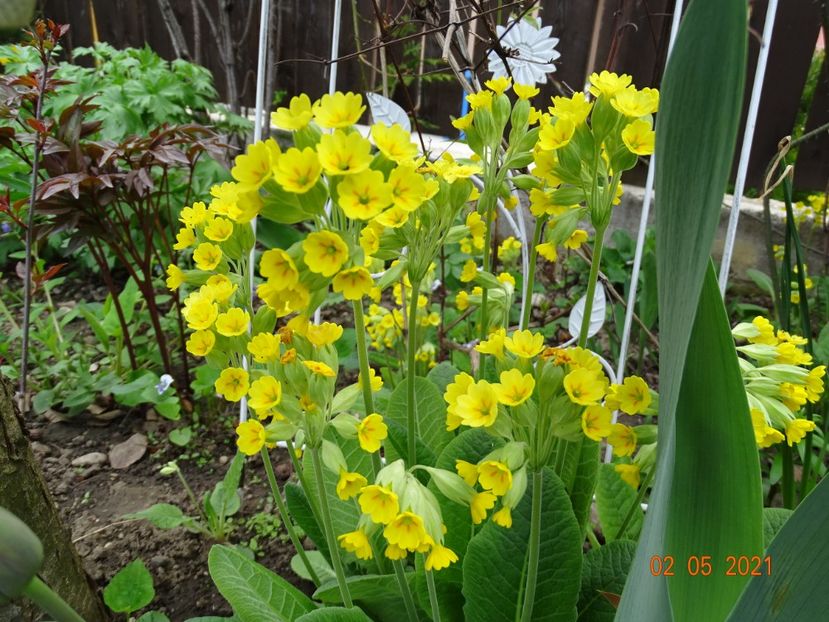 primula veris Cabrillo Yellow - Primule 2021