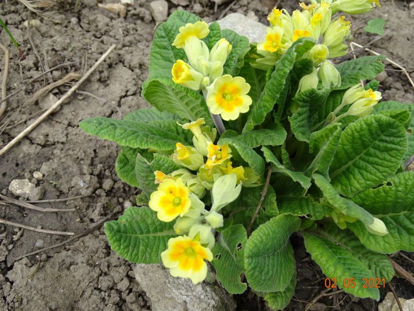  - Primule 2021