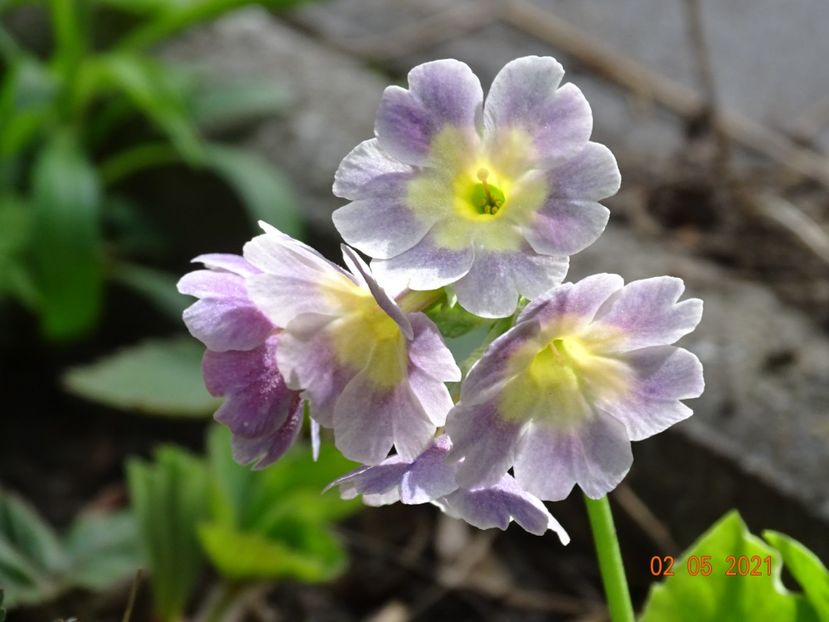  - Primule 2021