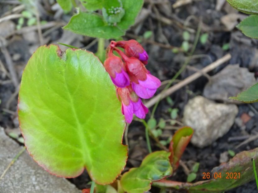 bergenia Winterglut - Primavara 2021