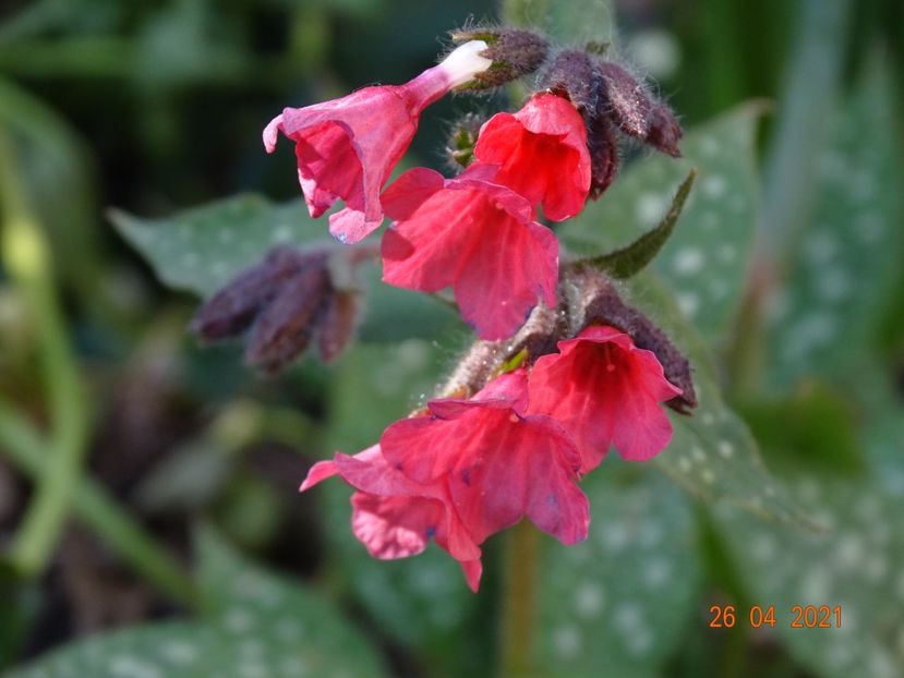 pulmonaria Shrimps on the Barbie - Primavara 2021