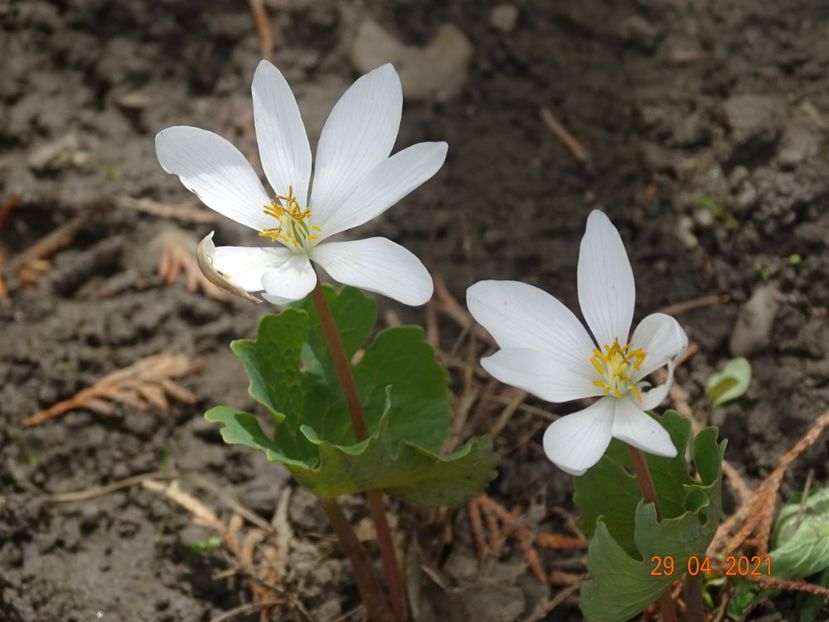 sanguinaria canadensis - Primavara 2021