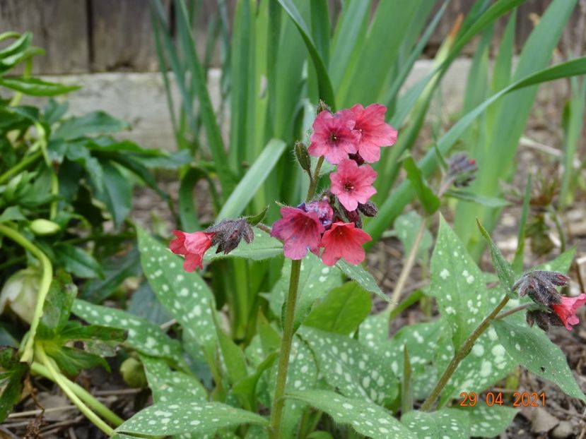 pulmonaria Shrimps on the Barbie - Primavara 2021