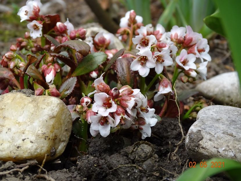 bergenia Dragonfly Angel Kiss - Primavara 2021