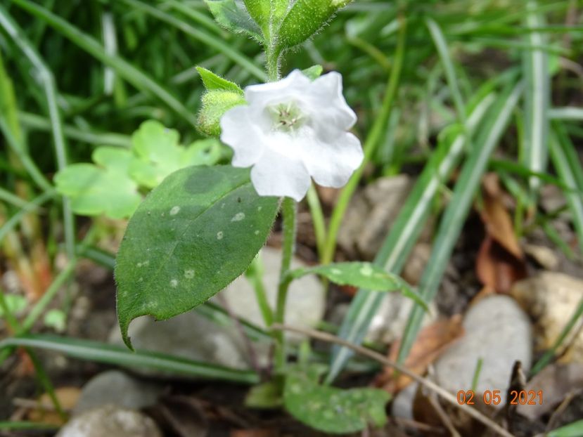 pulmonaria Sissinghurst White - Primavara 2021