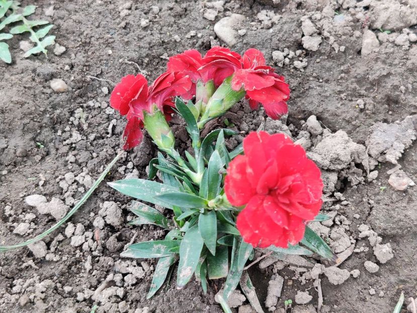  - Garofițe de gradina