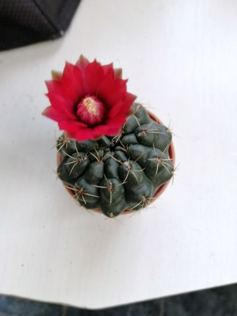  - Adenium Hoya si alte plante suculente