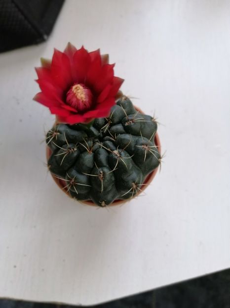  - Adenium Hoya si alte plante suculente