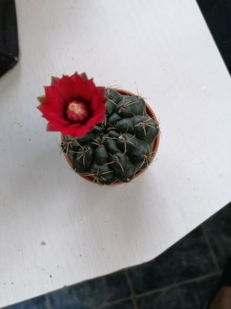  - Adenium Hoya si alte plante suculente