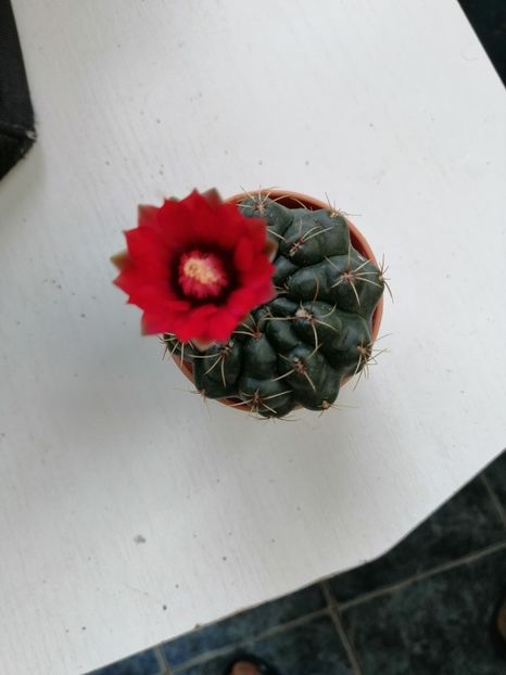  - Adenium Hoya si alte plante suculente