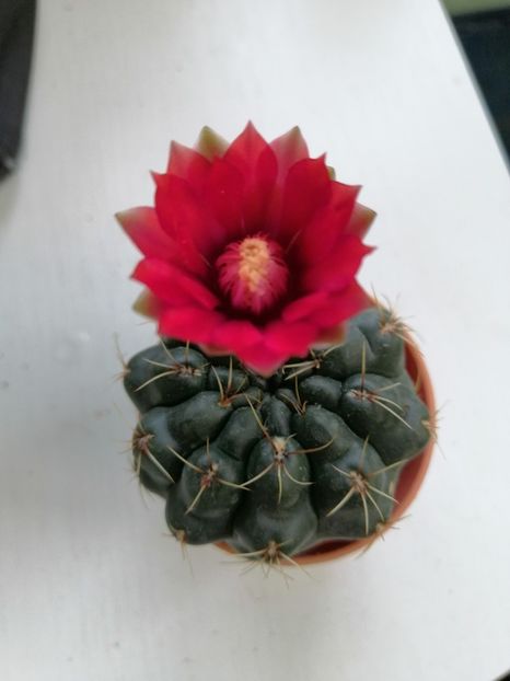  - Adenium Hoya si alte plante suculente