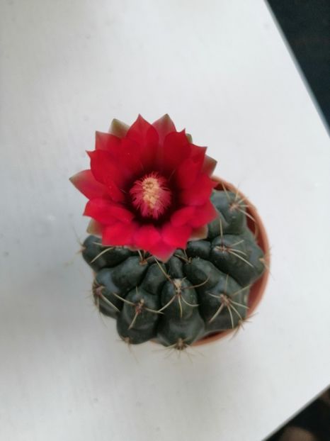  - Adenium Hoya si alte plante suculente