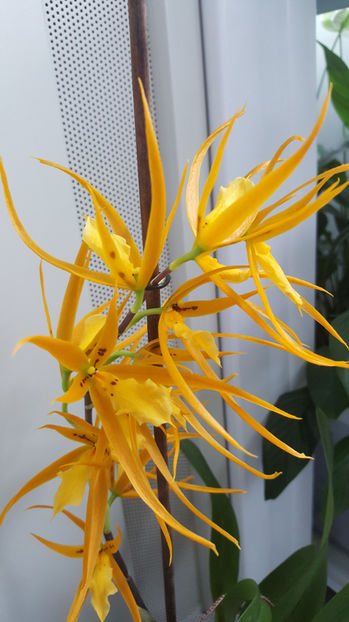 brassada "orange delight" - Orhidee_4_simpodiale cu pseudobulbi