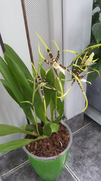 brassia "toscane" - Orhidee_4_simpodiale cu pseudobulbi