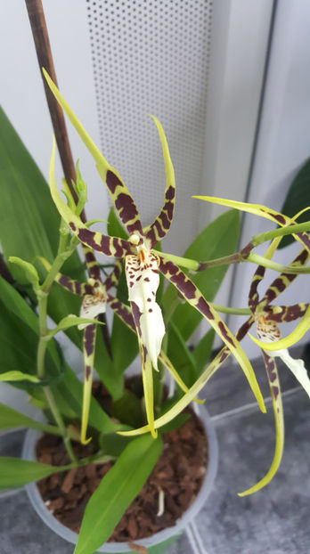 brassia "toscane" - Orhidee_4_simpodiale cu pseudobulbi