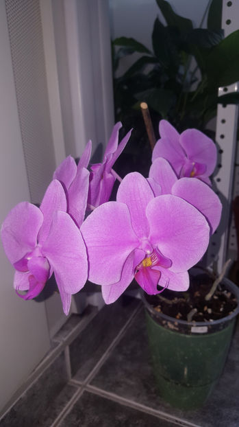  - Orhidee_3_monopodiale