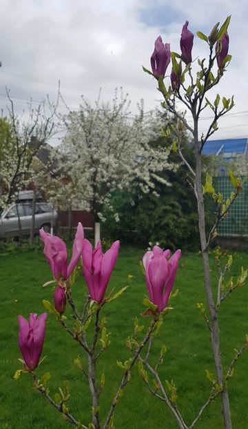 Si magnolia - Mai 2021