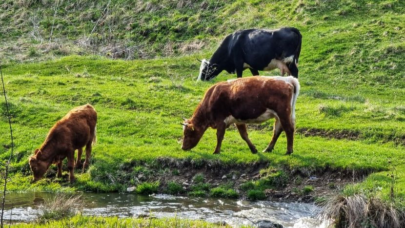 443ceafa-a2ea-440b-b76c-4ede17f05cb7 - 2021 Torocko 24-25 aprilie