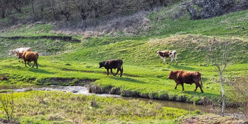 d3fd641f-99ce-463f-82a2-a5bcefd34157 - 2021 Torocko 24-25 aprilie