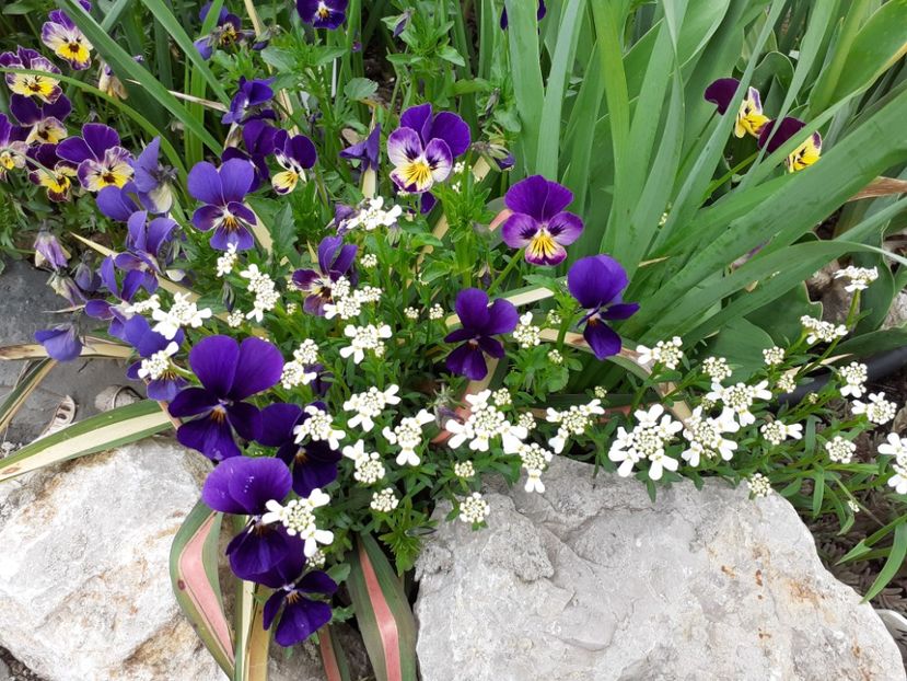  - Gradina 2021