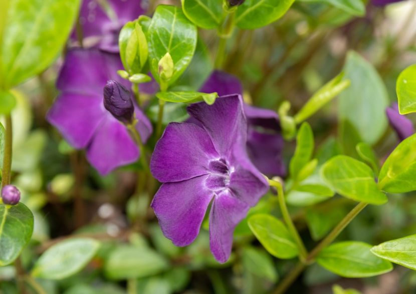 Vinca - 1 Gradina mea