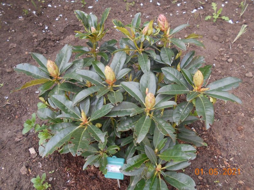  - 02 Azalee-rhododendroni-heleborusi-hortensii-hoste 2021