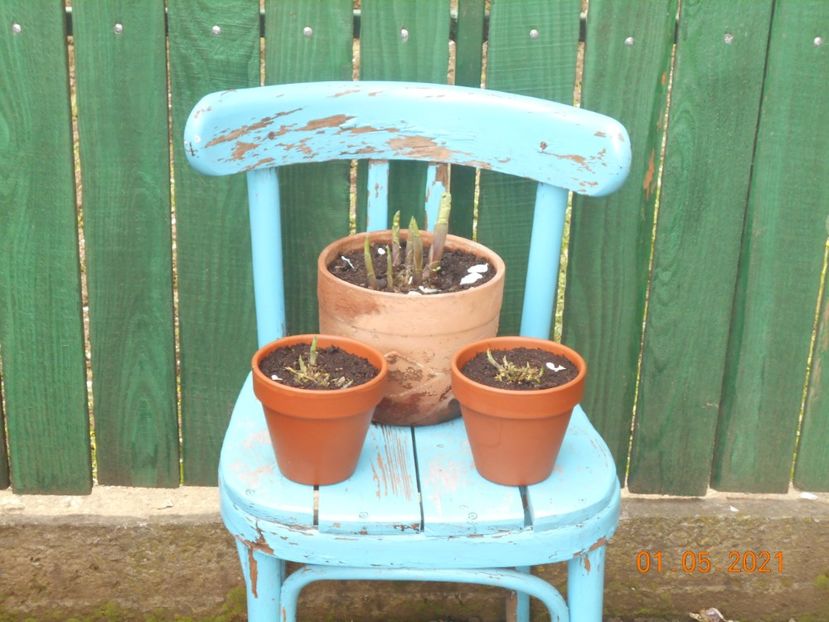  - 02 Azalee-rhododendroni-heleborusi-hortensii-hoste 2021